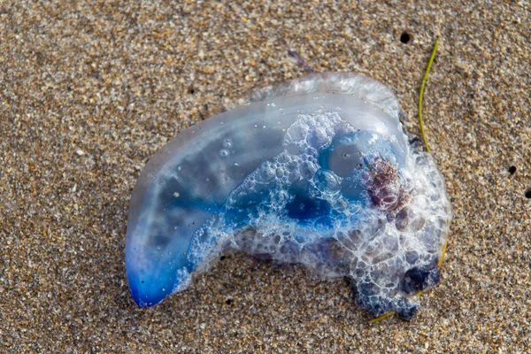 The Atlantic Portuguese man o\' war, also known as the Man-of-war, bluebottle, or floating terror