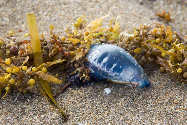 The Atlantic Portuguese man o\' war, also known as the Man-of-war, bluebottle, or floating terror