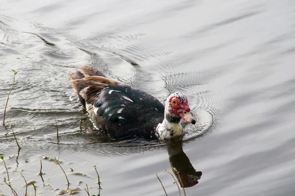 Muscovy duck close-up — Stock Photo, Image