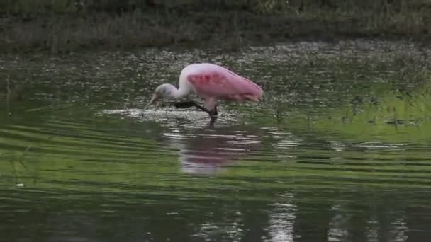 Roseate spoonbill foraging in the pond — Stock Video