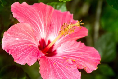 Pembe Hibiscus çiçek portre