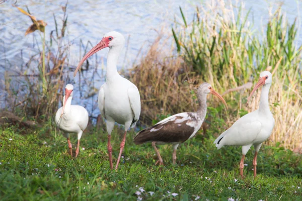 美国白人ibis — 图库照片
