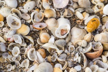 Grup sezer kabuk arka plan yüksek açılı görünüş