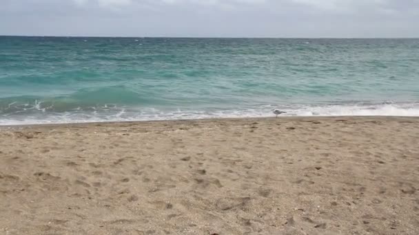 Praia da Flórida e oceano atlântico — Vídeo de Stock