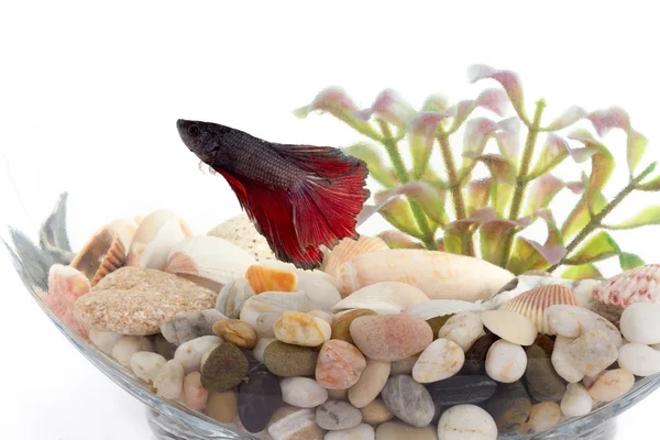 Siamese fighting fish in fish bowl — Stock Photo, Image