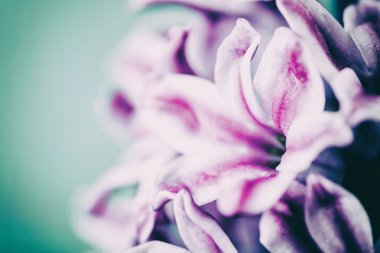 Su damlacıkları ile ortak Flamanca Bahçe sümbül (Hyacinthus Orientalis)