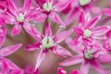 Allium çiçek yakın çekim