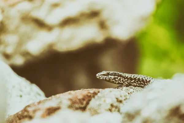 Petit lézard des rochers — Photo