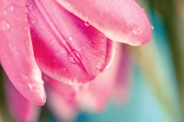 Flores de tulipa rosa molhada — Fotografia de Stock