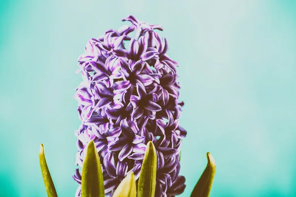 Common Dutch Garden Hyacinth (Hyacinthus Orientalis) With Water Droplets — Stock Photo, Image