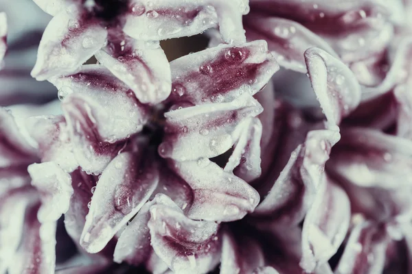 Wet Common Dutch Garden Hyacinth (Hyacinthus Orientalis) With Water Droplets — Stock Photo, Image