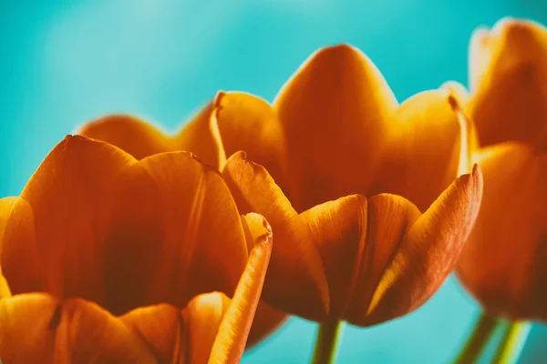赤とオレンジのチューリップの花の花束 — ストック写真