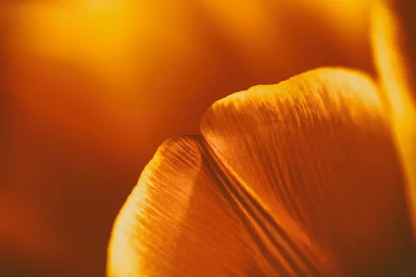 Pétalas de flor de tulipa vermelha e laranja — Fotografia de Stock