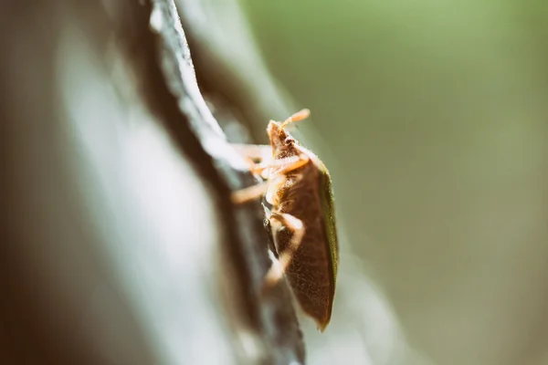 Escudo de error en un árbol de macro —  Fotos de Stock