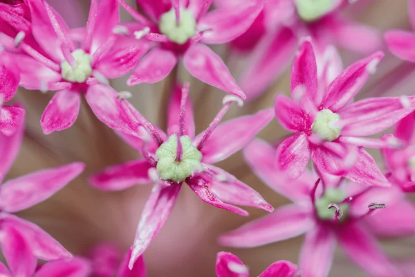 Allium çiçek yakın çekim