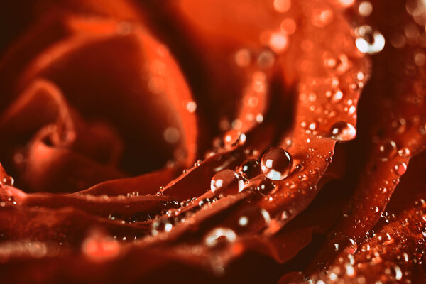 Red Rose Abstract With Water Drops