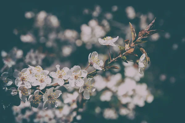 Белые цветы яблони весенний цветок Стоковое Фото