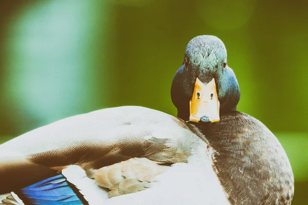 Yaban ördeği portre yakın çekim — Stok fotoğraf