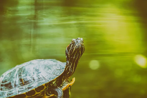 Étang Tortue Chauffage Au Soleil Sur La Roche Dans L'eau Du Lac — Photo