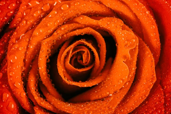 Υγρή κόκκινο τριαντάφυλλο ΕΣΩΤΕΡΙΚΗ με σταγόνες νερό — Φωτογραφία Αρχείου