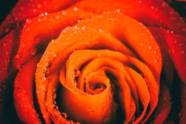 Rosa vermelha molhada perto com gotas de água — Fotografia de Stock
