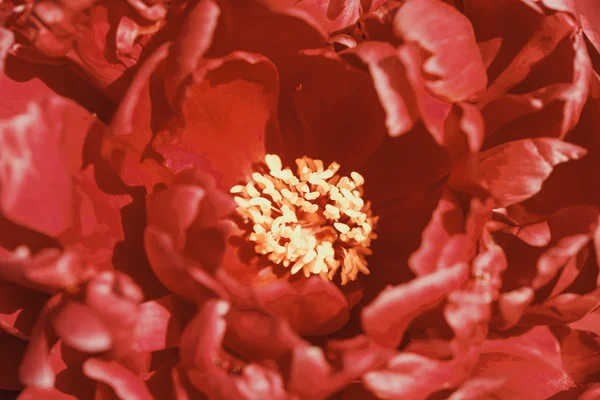 Цветок пиона (Paeonia) Стоковое Изображение