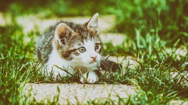Otların arasında oynayan bebek kedi