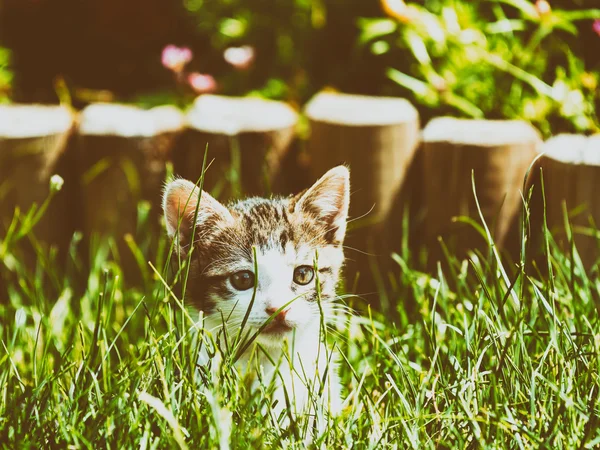 草で遊んで赤ちゃん猫 — ストック写真