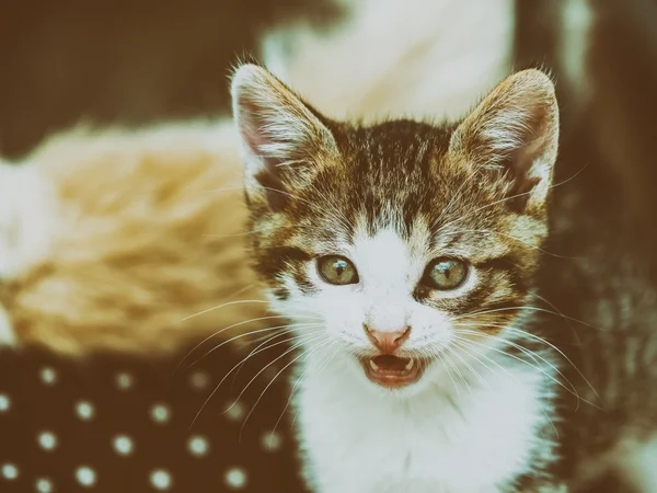 赤ちゃん猫がニャーと鳴く — ストック写真