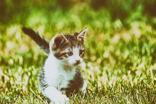 Bebé gato jugando en hierba — Foto de Stock