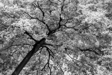 Ağaç bitki örtüsü soyut