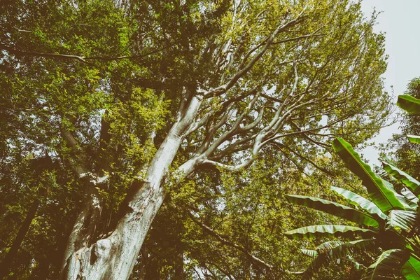 Zelený strom listy v létě — Stock fotografie