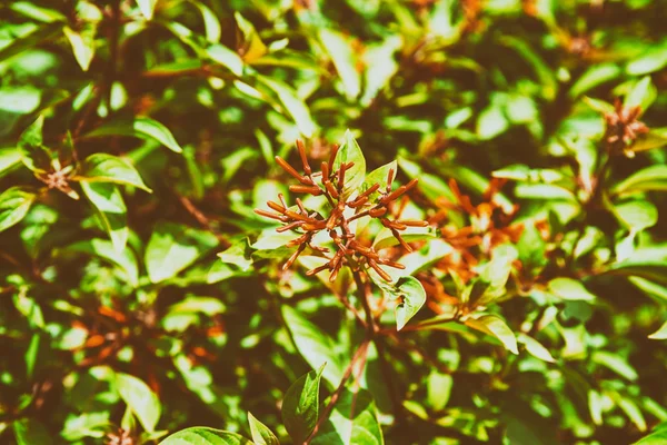 Firebush nebo Hummingbird Bush (Hamelia otevřený) — Stock fotografie