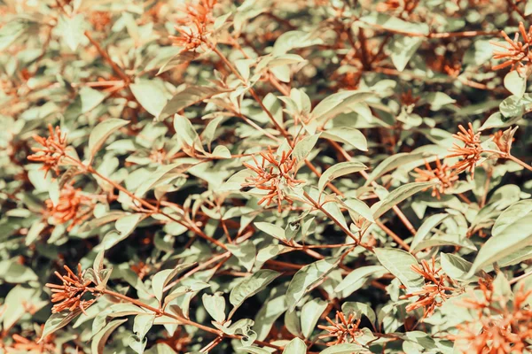 Firebush nebo Hummingbird Bush (Hamelia otevřený) — Stock fotografie