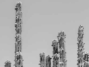 Yeşil kaktüs alanları