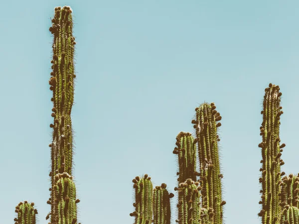 Green Cactus Fields Stock Image