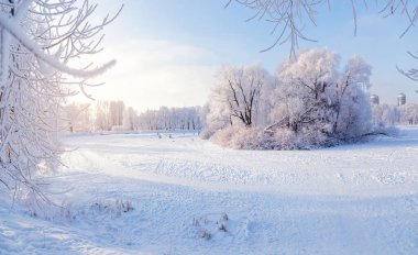Parkta güneşli bir gün, gökyüzünde beyaz ağaçlar