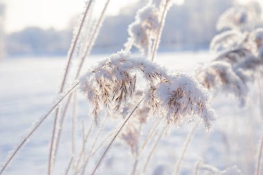 Kış parkındaki çalıların üzerinde kar taneleri uzanıyor.