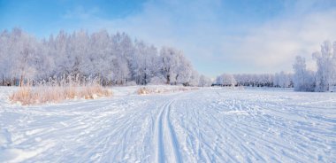 Parkta güneşli bir gün, gökyüzünde beyaz ağaçlar