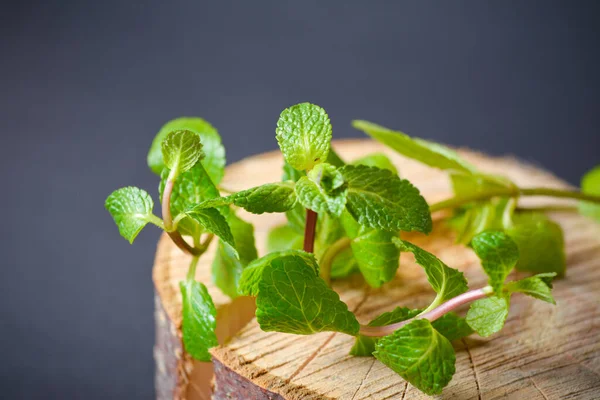 Fresh Peppermint Plant Wooden Log Mint Dark Background Copy Space — Stock Photo, Image