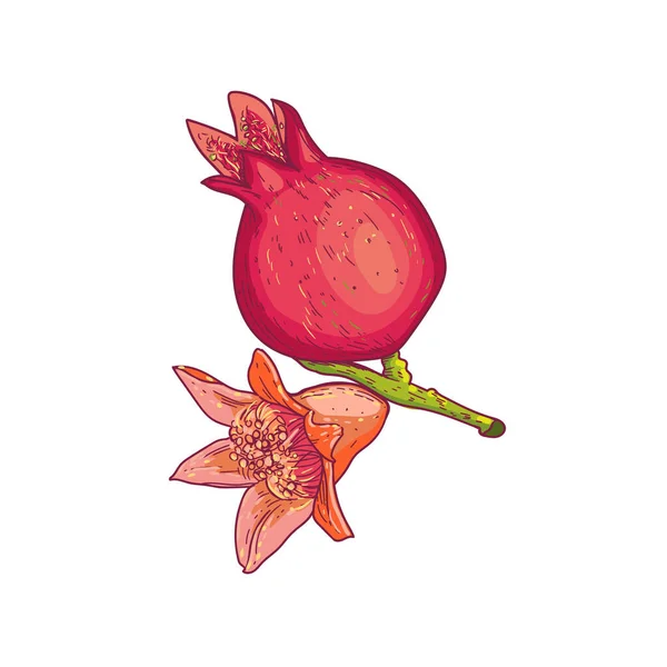 Image Fruit Grenade Rouge Avec Une Fleur Sur Fond Blanc — Image vectorielle