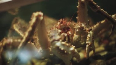 Büyük canlı yengeç. Bir restorandaki akvaryumda yengeç. Taze deniz ürünleri. Balık lokantası.