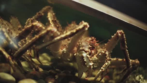 있는게 식당에 수족관에 해산물 — 비디오