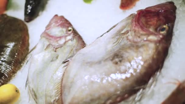 물고기가 있습니다 해산물 아름답게 물고기 전시용 케이스 — 비디오