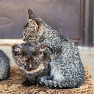 Ön kapının yanında oturan iki kedi yavrusu. Yüksek kalite fotoğraf