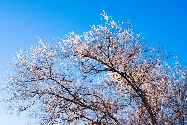 Cubierto Nieve Árbol Escarcha Sobre Fondo Azul Del Cielo Foto — Foto de Stock