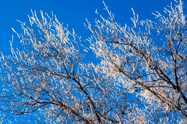 Cubierto Nieve Árbol Escarcha Sobre Fondo Azul Del Cielo Foto — Foto de Stock