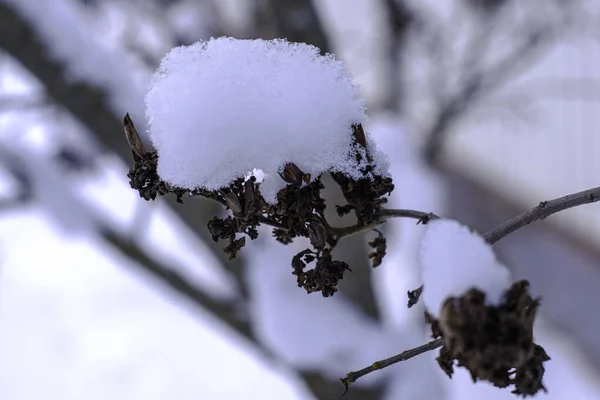 Ramo Secado Lilás Abaixo Uma Camada Grossa Neve Inverno Foto — Fotografia de Stock