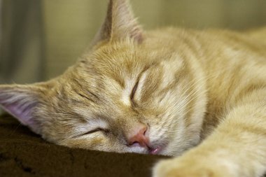 Kanepede uyuyan kırmızı kedi. Yaklaş. Yüksek kalite fotoğraf