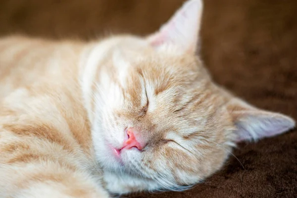 Dormindo Sofá Gato Vermelho Perto Foto Alta Qualidade — Fotografia de Stock